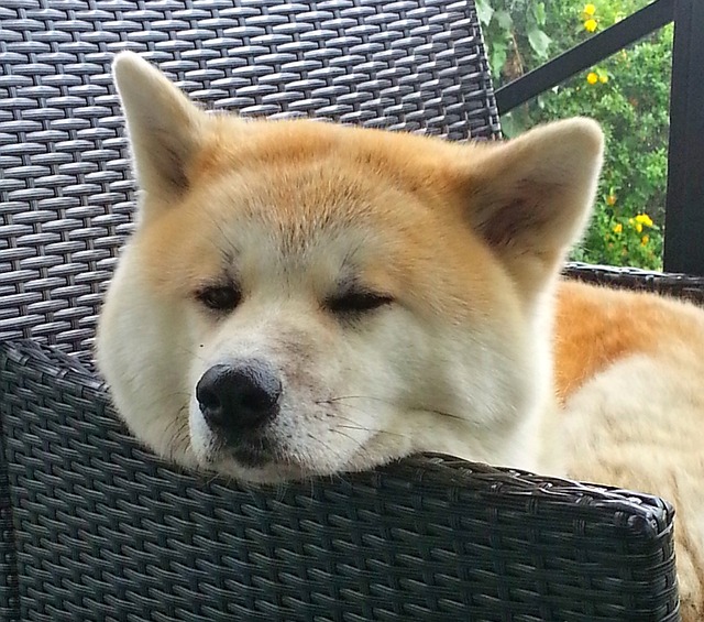 akita inu